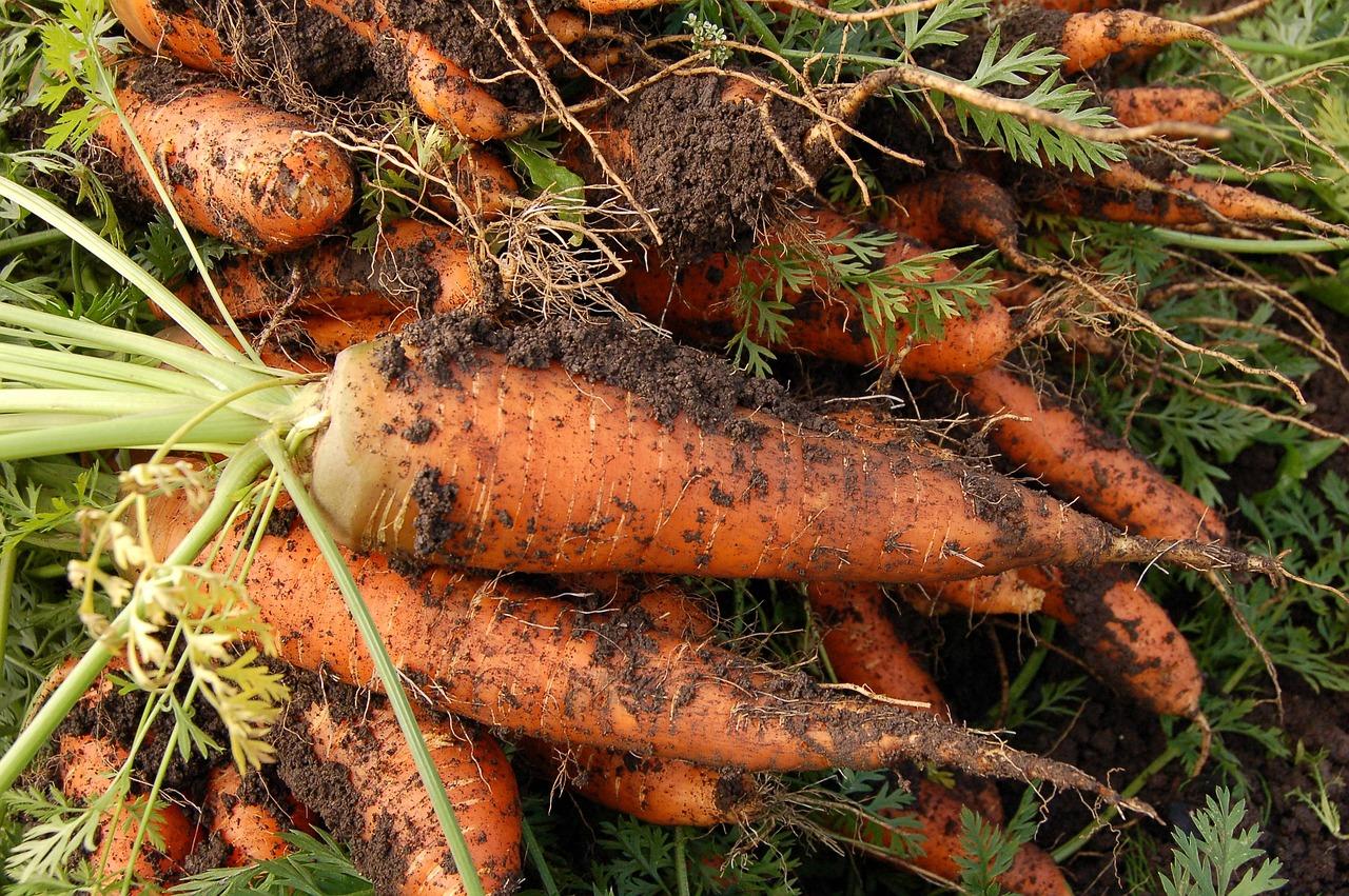 zanahorias del huerto
