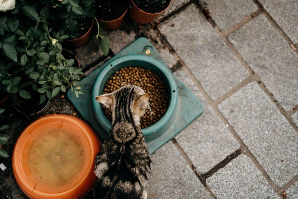 trazabilidad digital en la fabricación de alimentos para mascotas